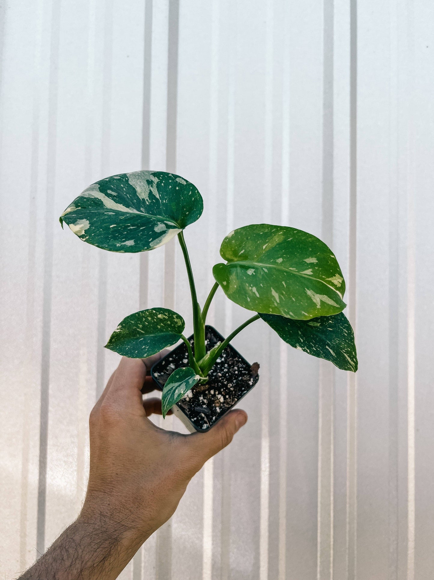 2.5" Monstera 'Thai Constellation'