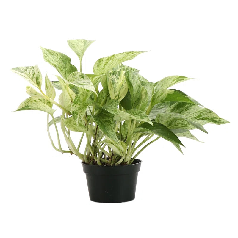4” Marble Queen Pothos