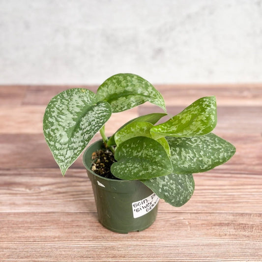 Scindapsus Silver splash - 4"