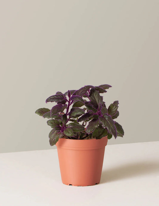 Purple Passion - 4.5"