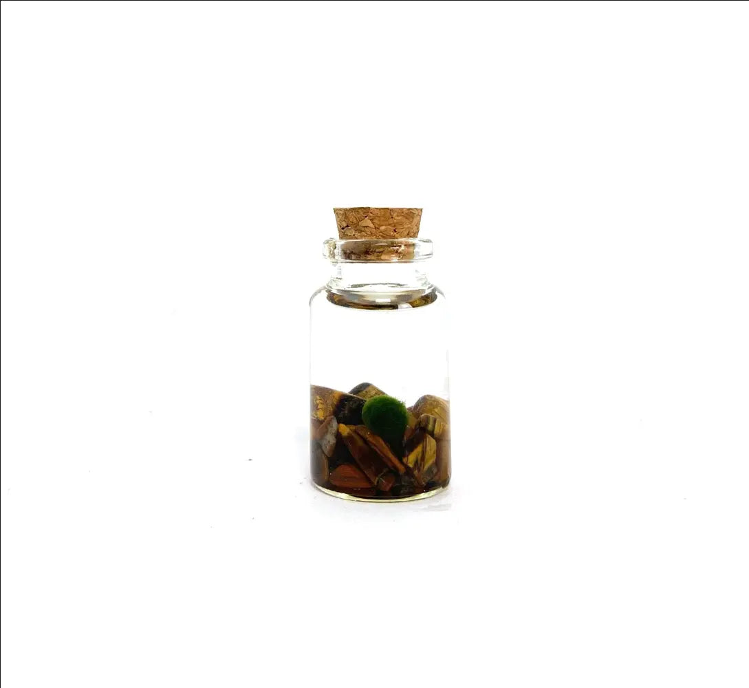 Marimo Moss Pet