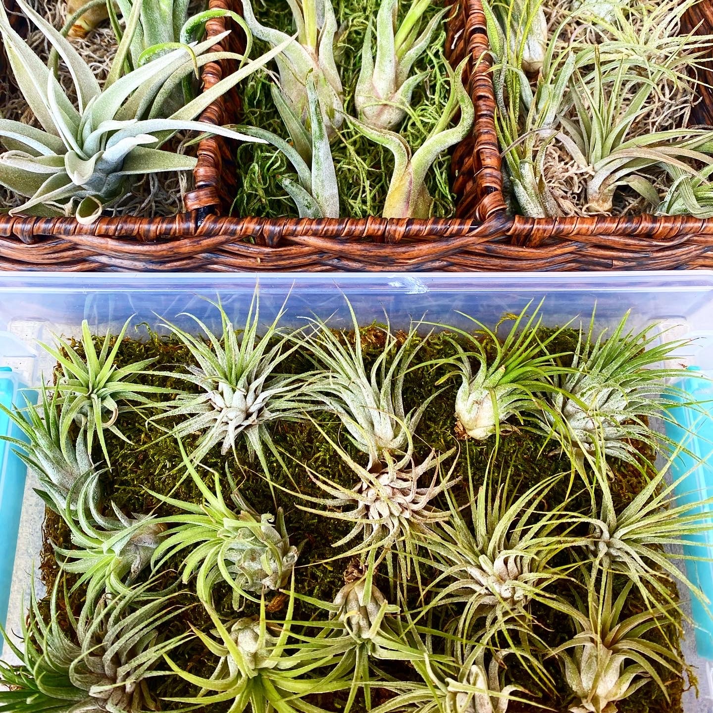 Air Plant