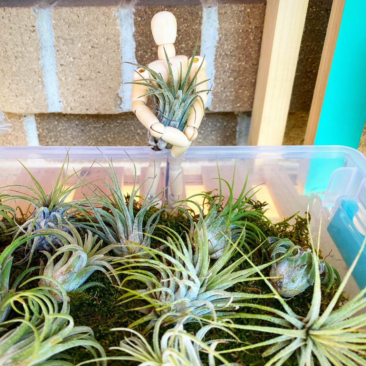 Air Plant