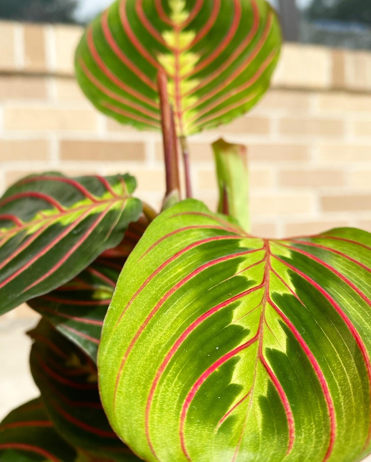 prayer plant open and close Prayer Plant – Jennifer's Plant Stand