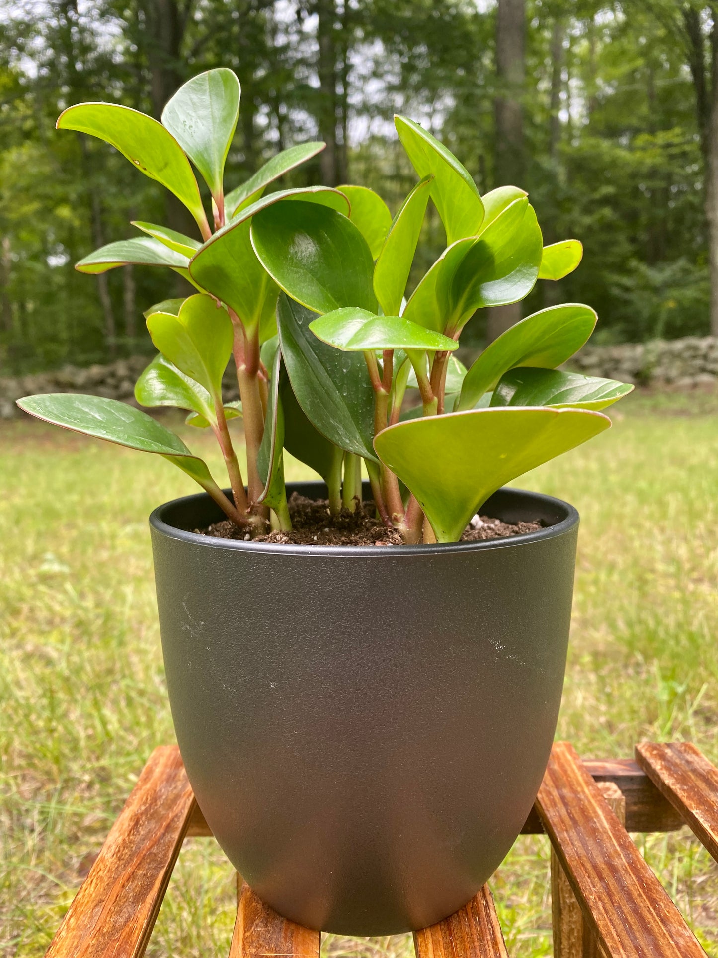 Peperomia Obtusifolia 4"