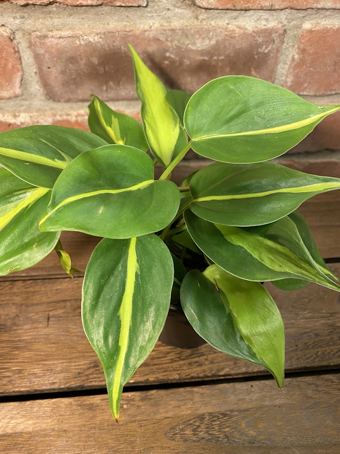 philodendron gabby vs brazil Philodendron Brazil – Jennifer's Plant Stand