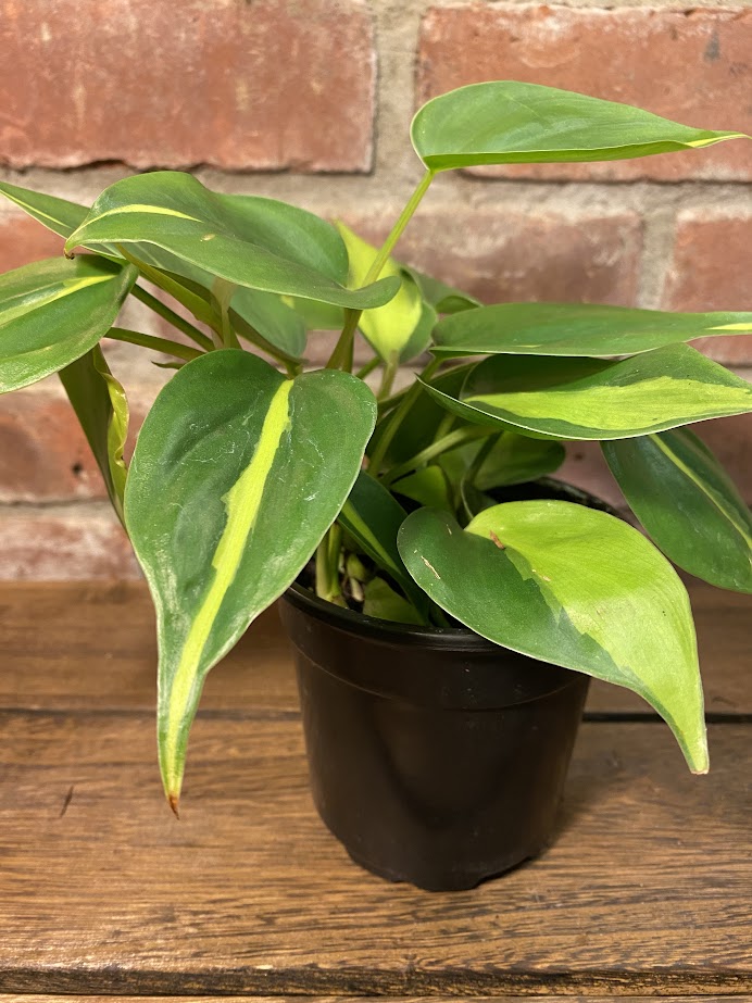 Philodendron Brazil
