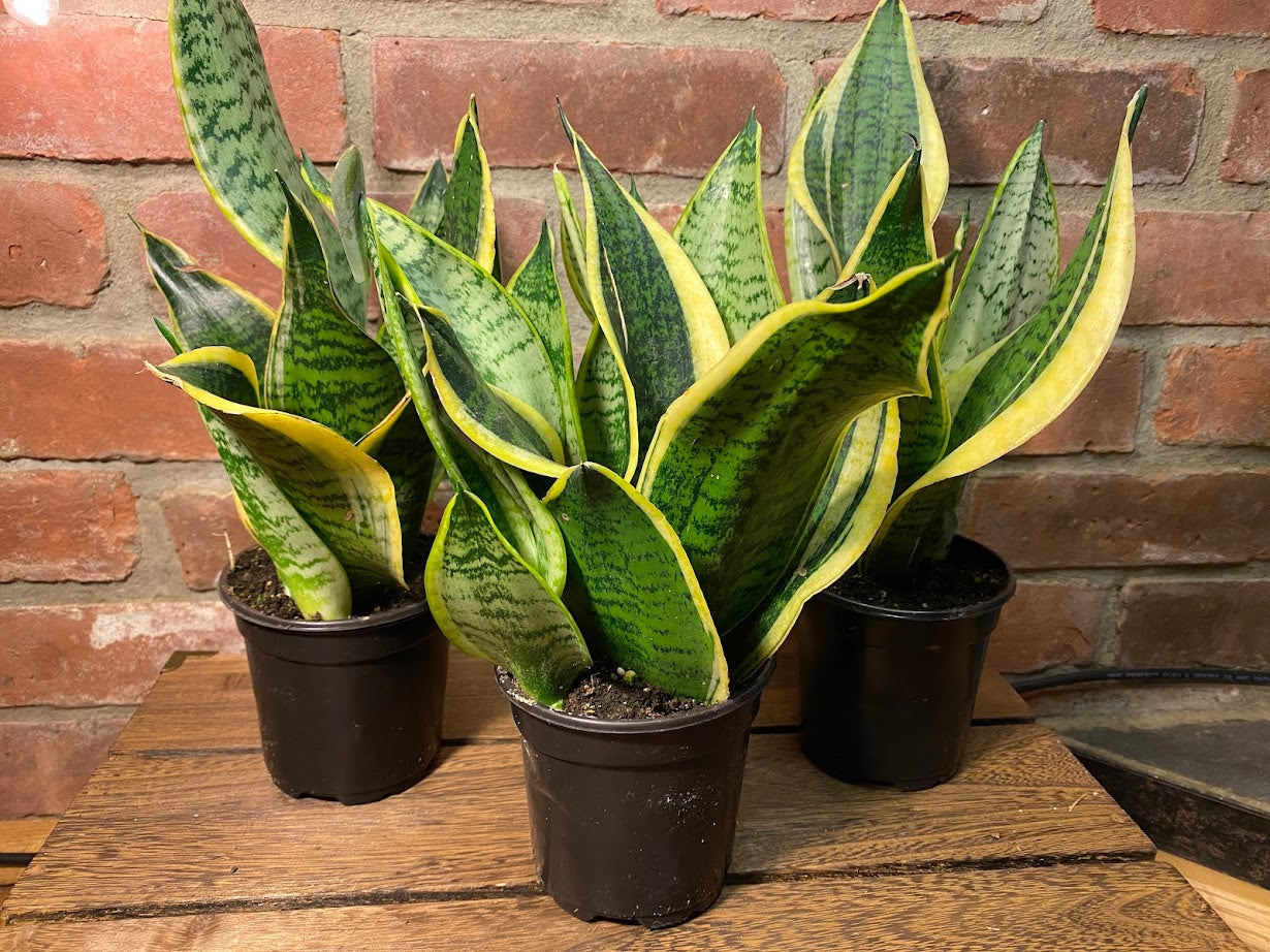 Snake Plant in 4" Nursery pot