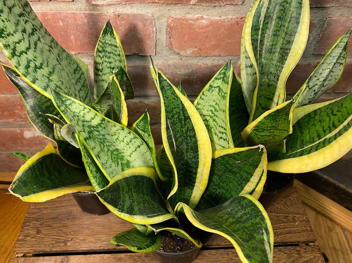 Snake Plant in 4" Nursery pot