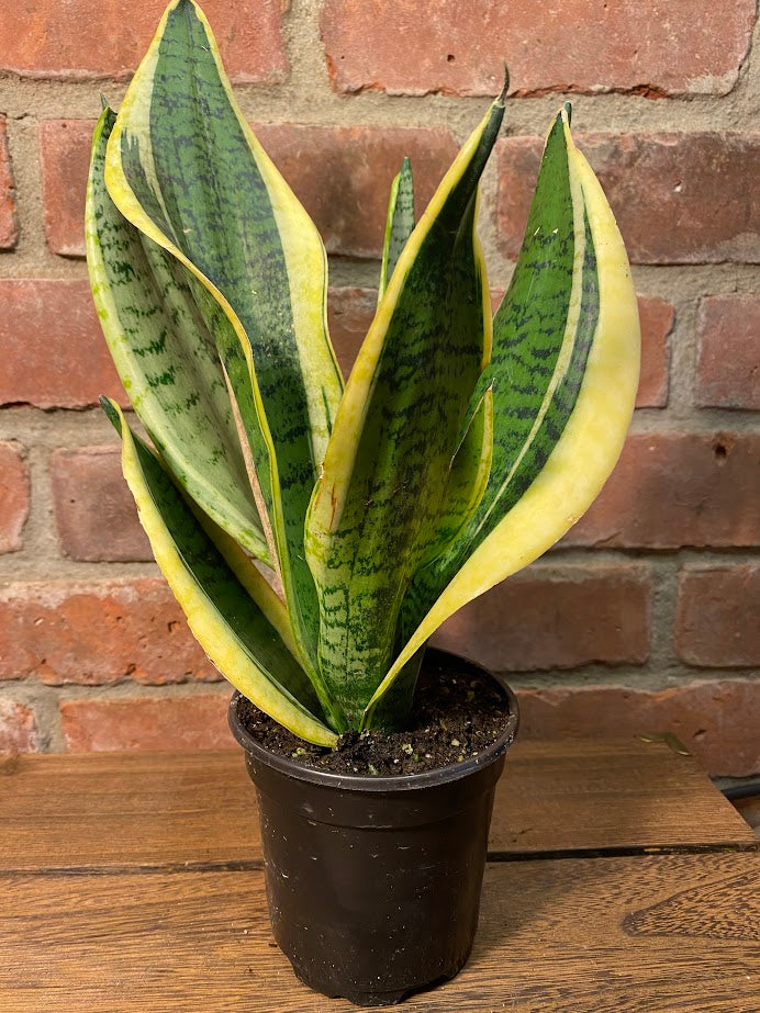 4 foot snake plant 4" Snake Plant – Jennifer's Plant Stand