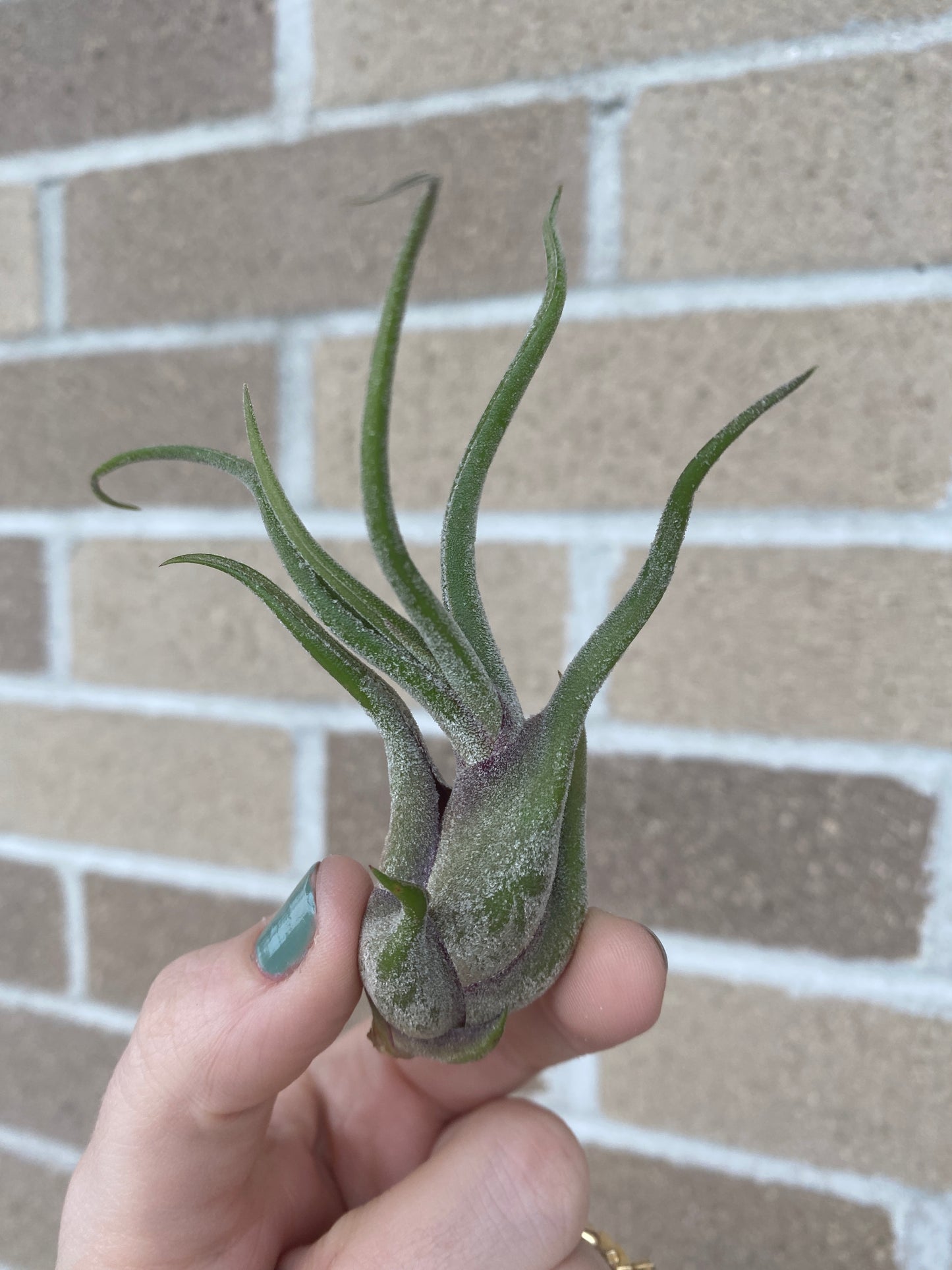 Air Plant