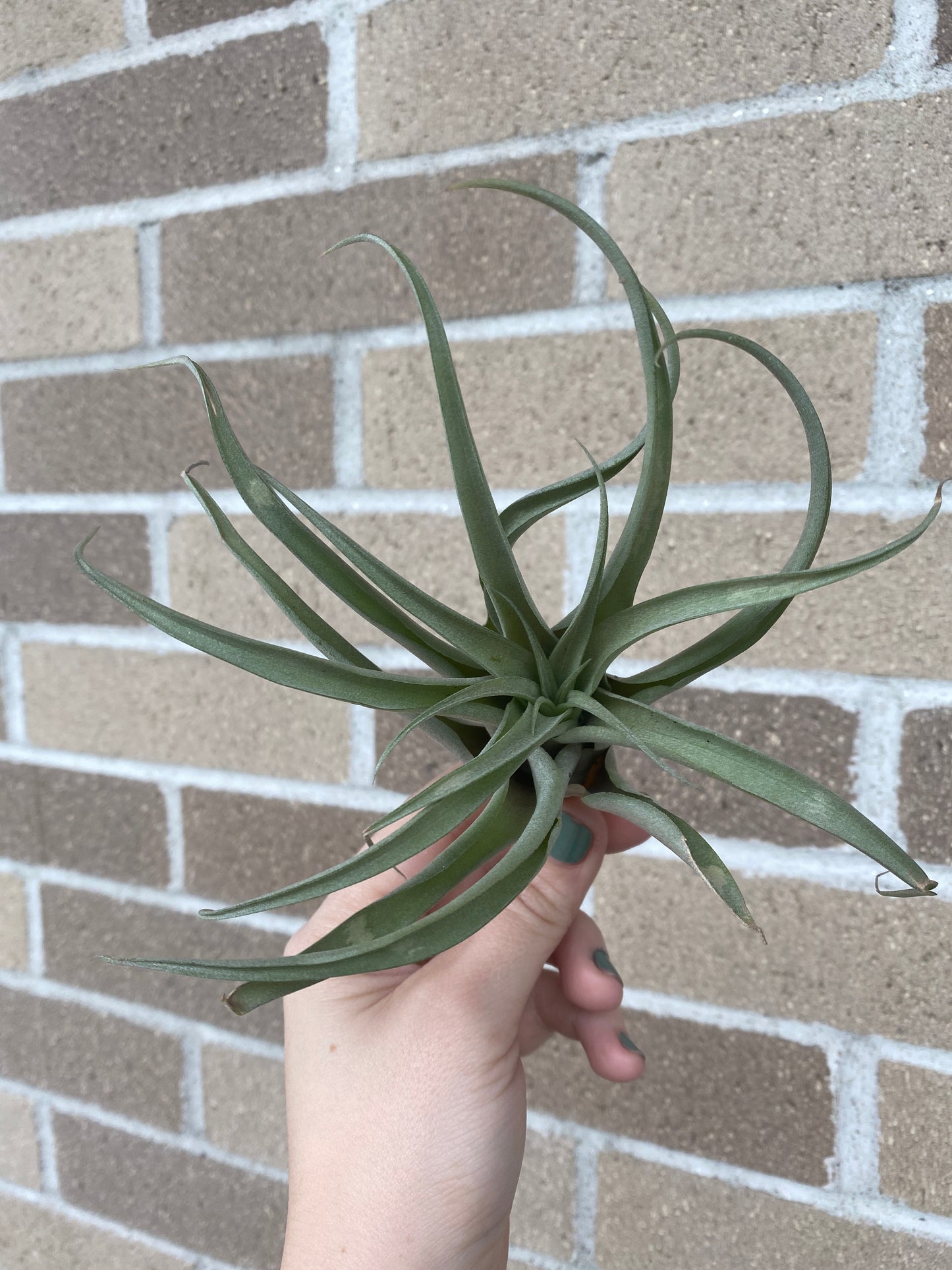 Air Plant