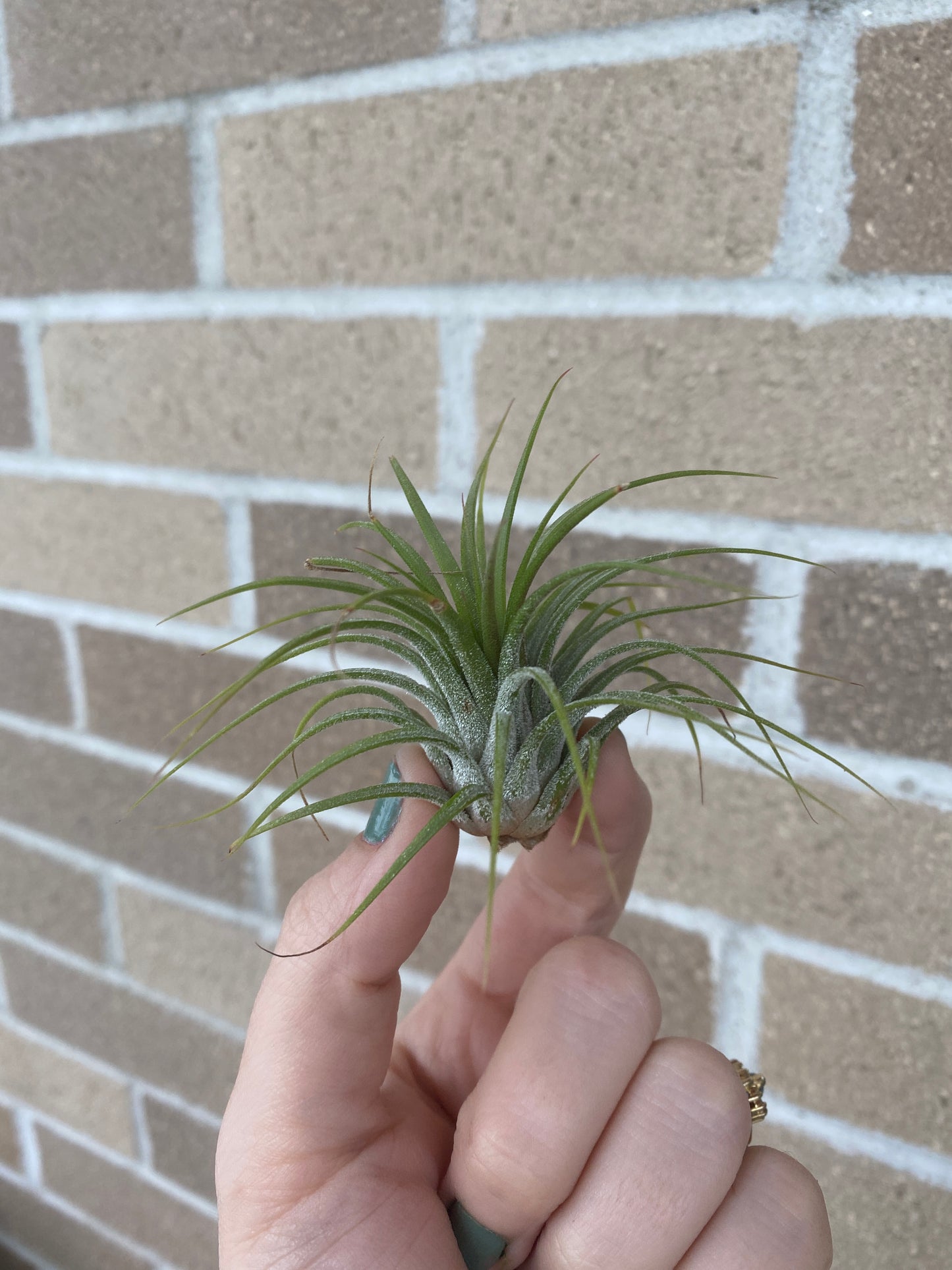 Air Plant