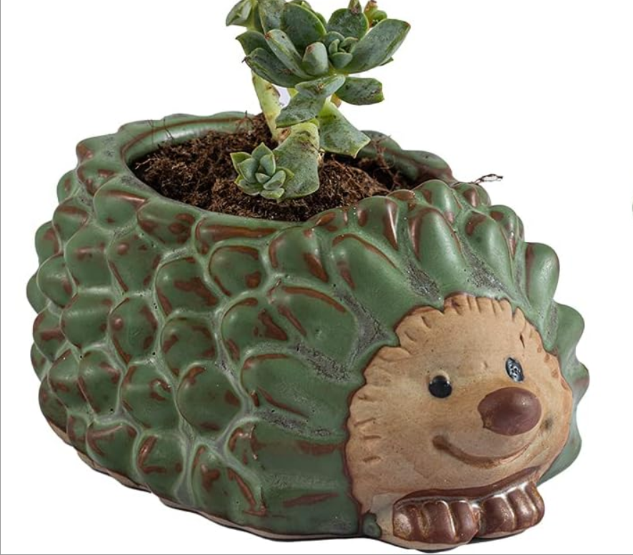 hedgehog succulent Green Hedgehog planter – Jennifer's Plant Stand
