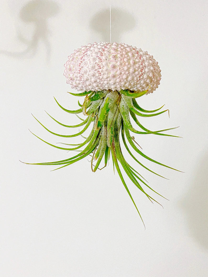 jellyfish plant hanger Air Plant Jelly Fish – Jennifer's Plant Stand