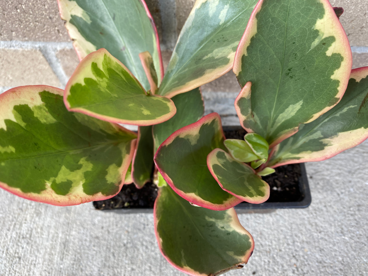Peperomia Ginny