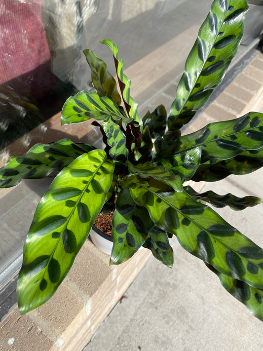 Calathea Rattlesnake - 4 inch
