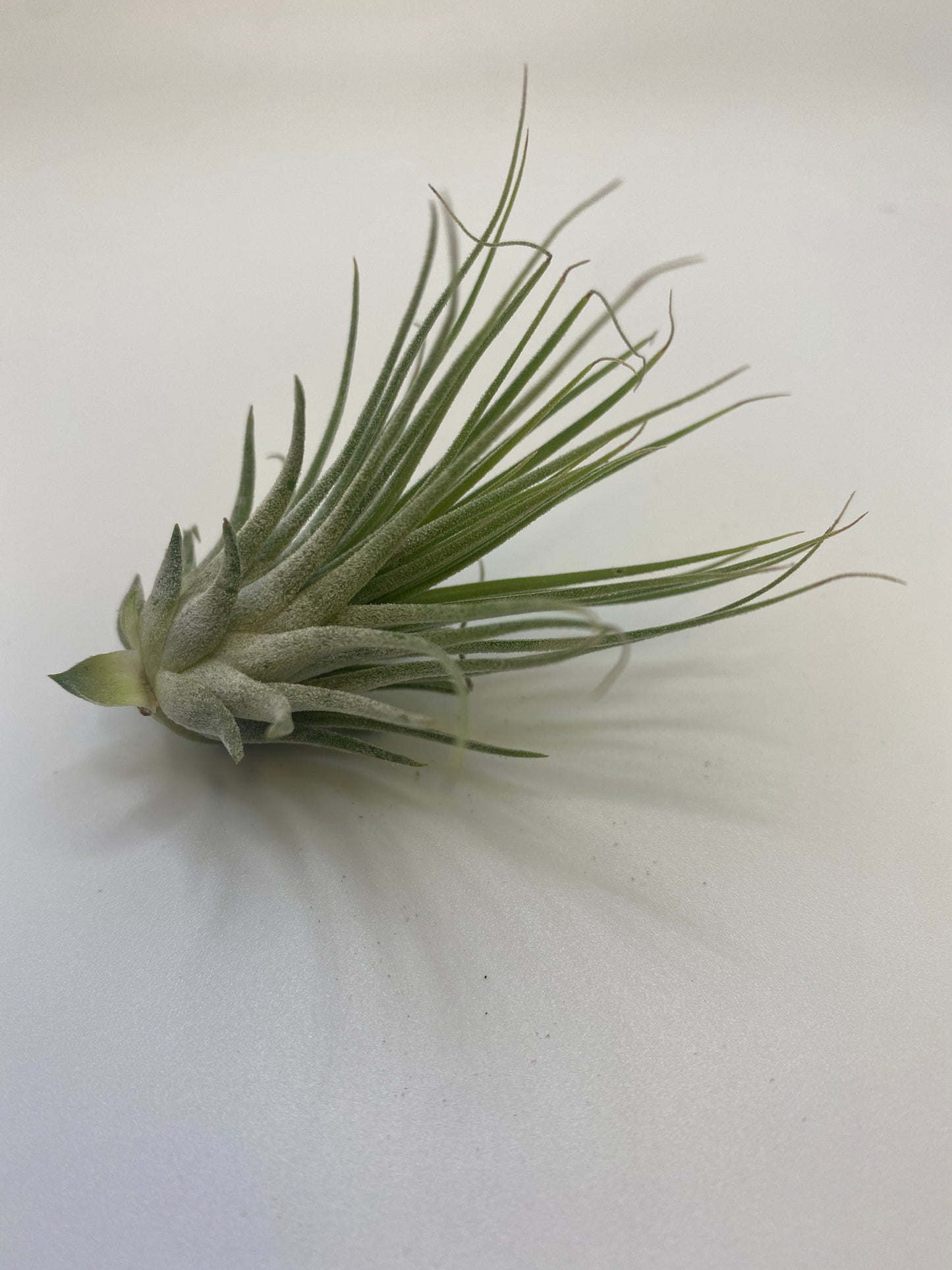 Tillandsia Ionantha