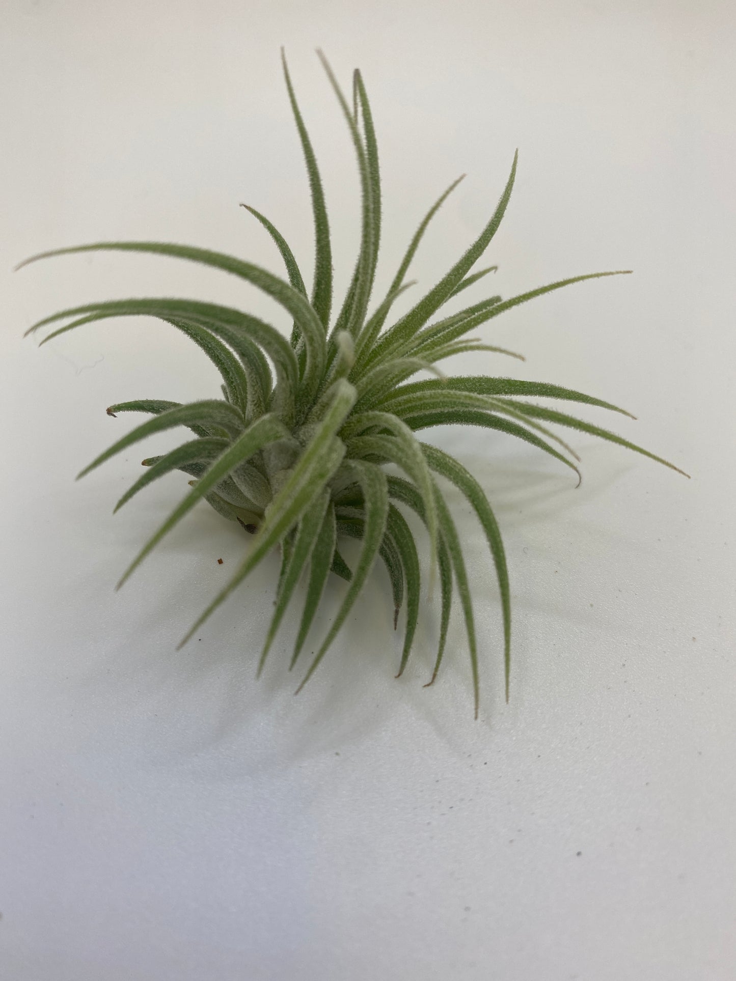 Tillandsia Ionantha