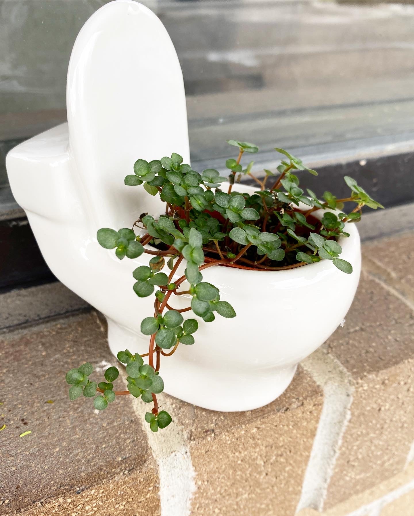 toilet plant pot Potty Pot – Jennifer's Plant Stand