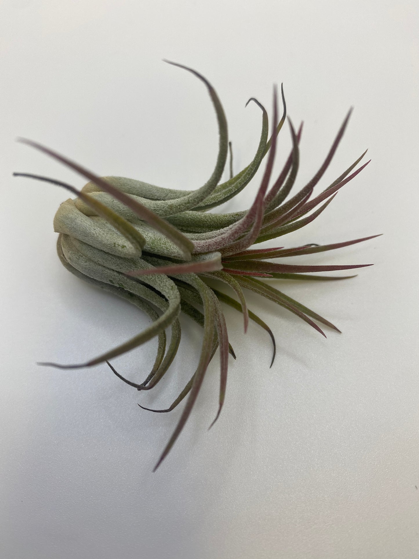Tillandsia Ionantha