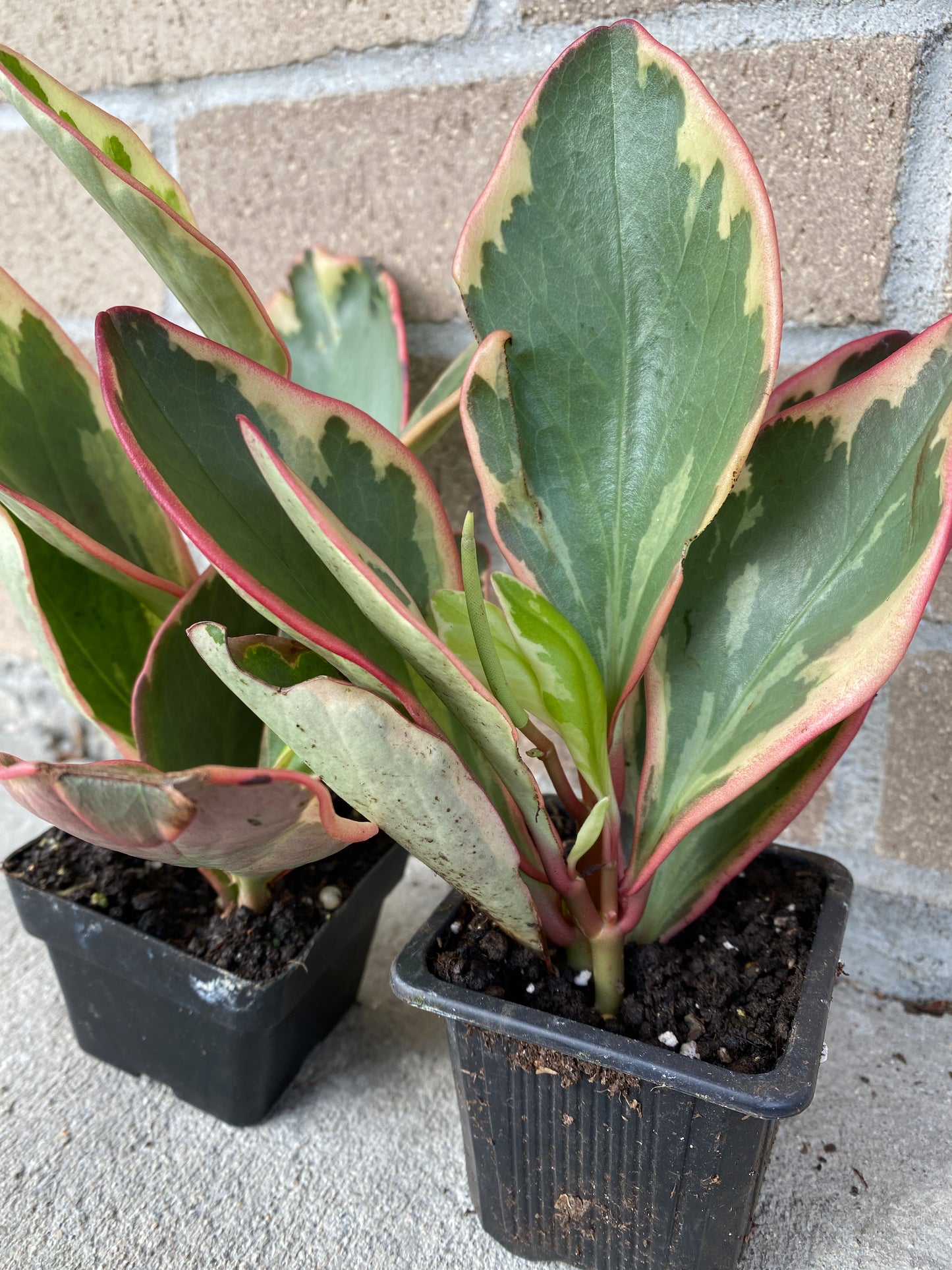 Peperomia Ginny