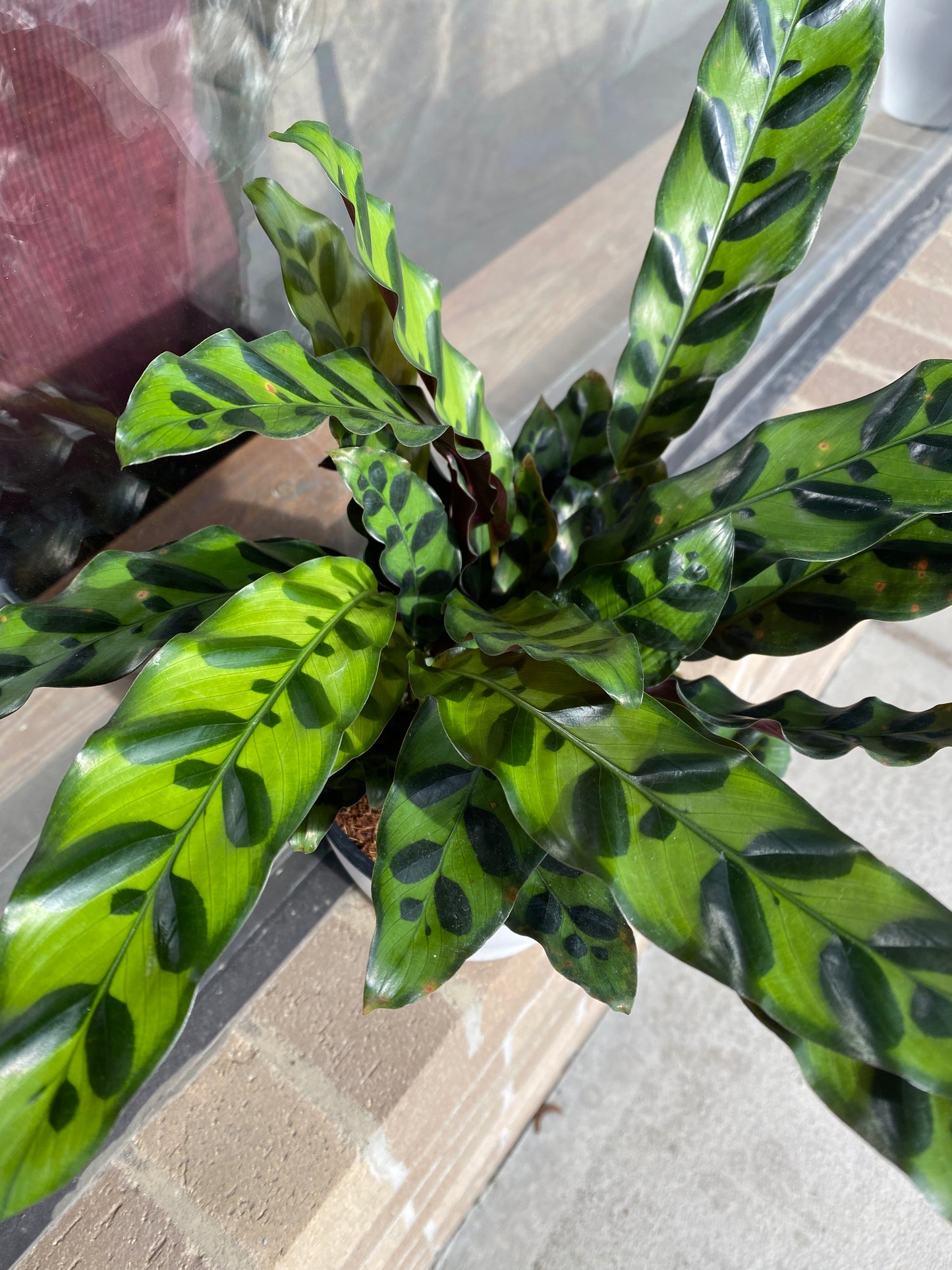 Calathea Rattlesnake - 4 inch