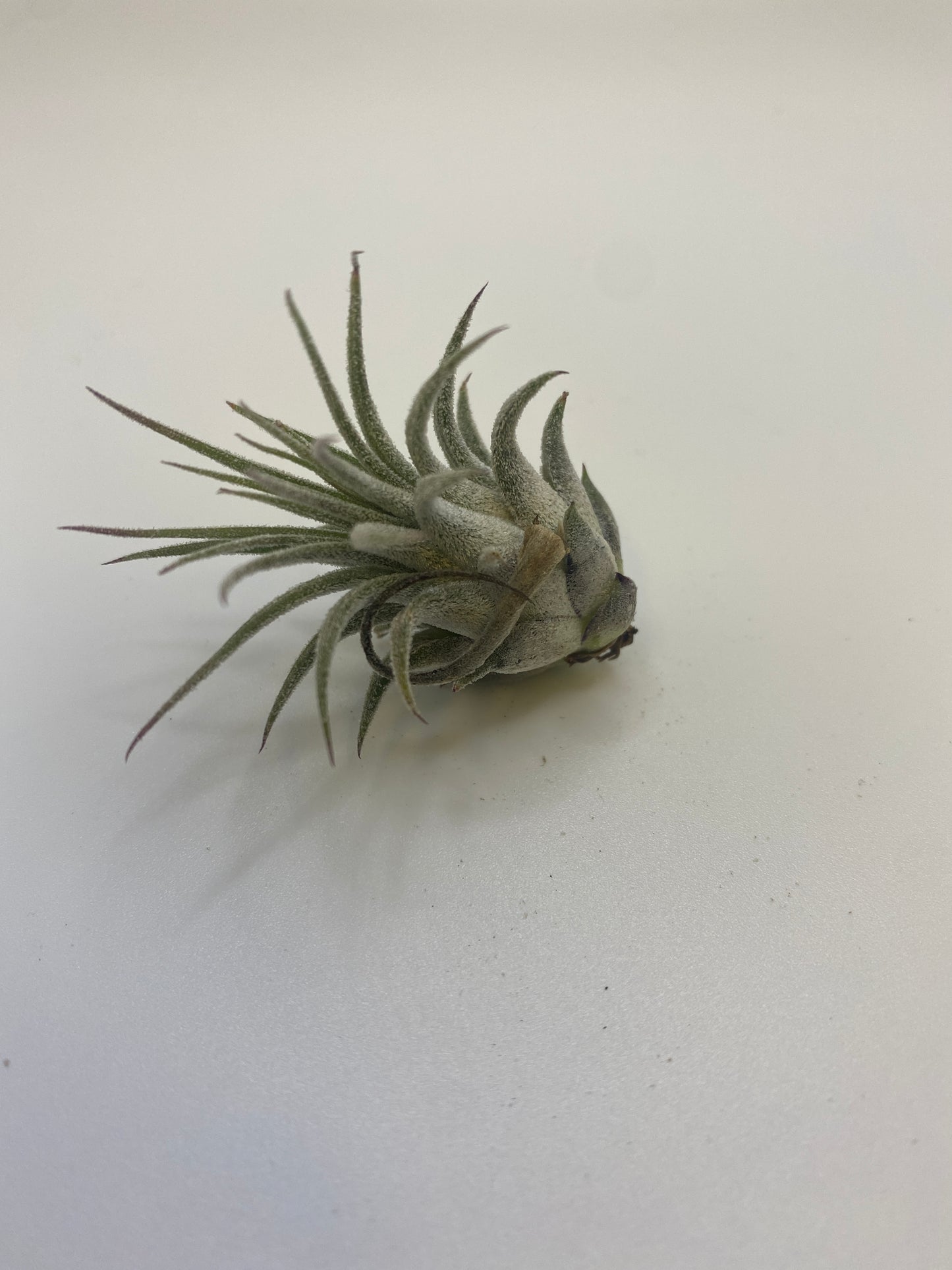Tillandsia Ionantha