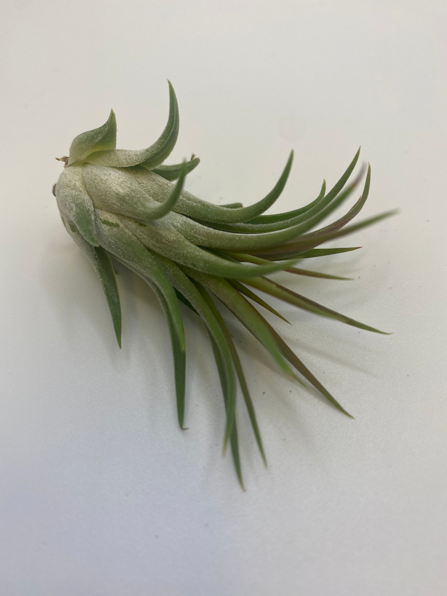 Tillandsia Ionantha