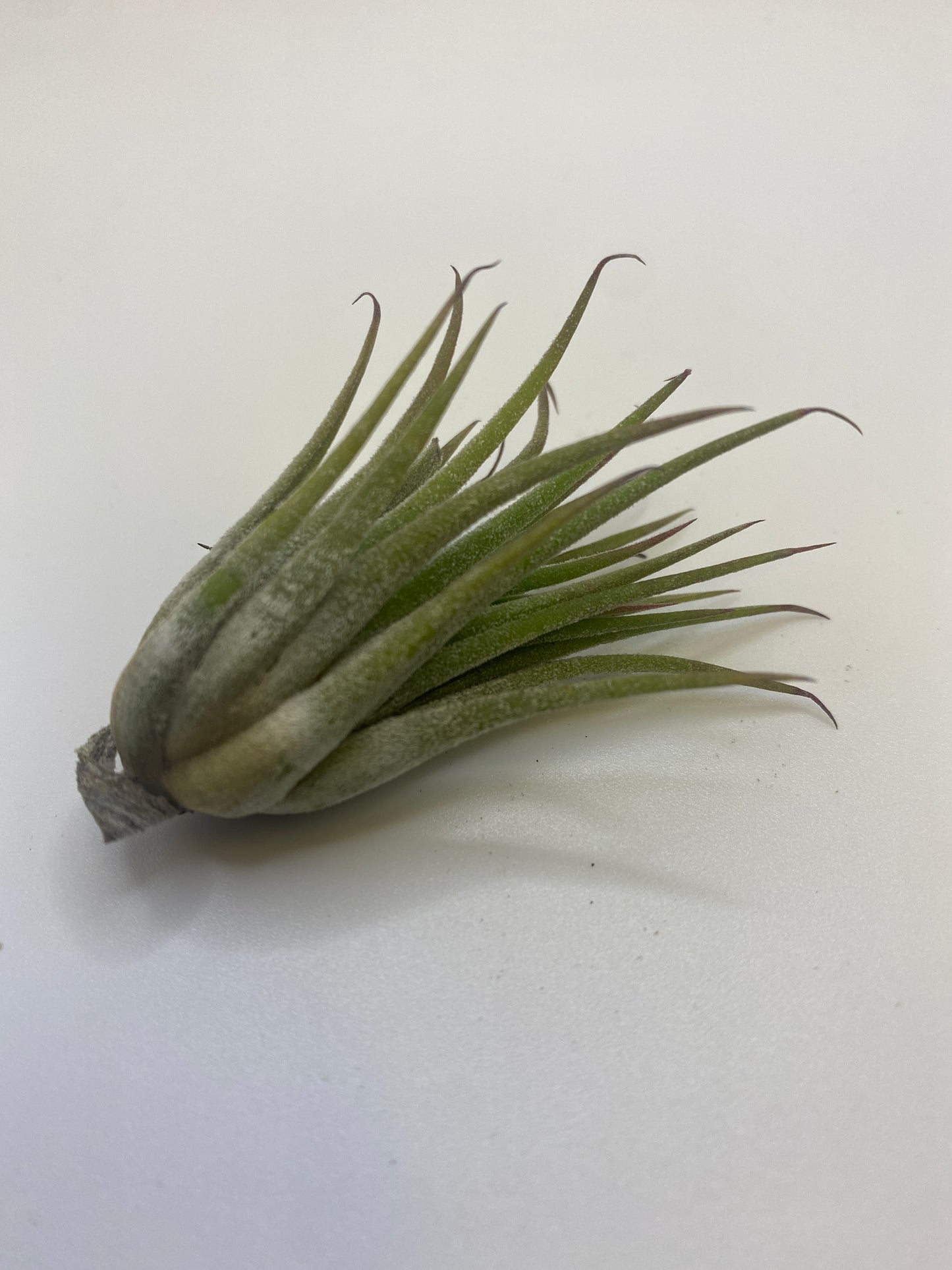 Tillandsia Ionantha