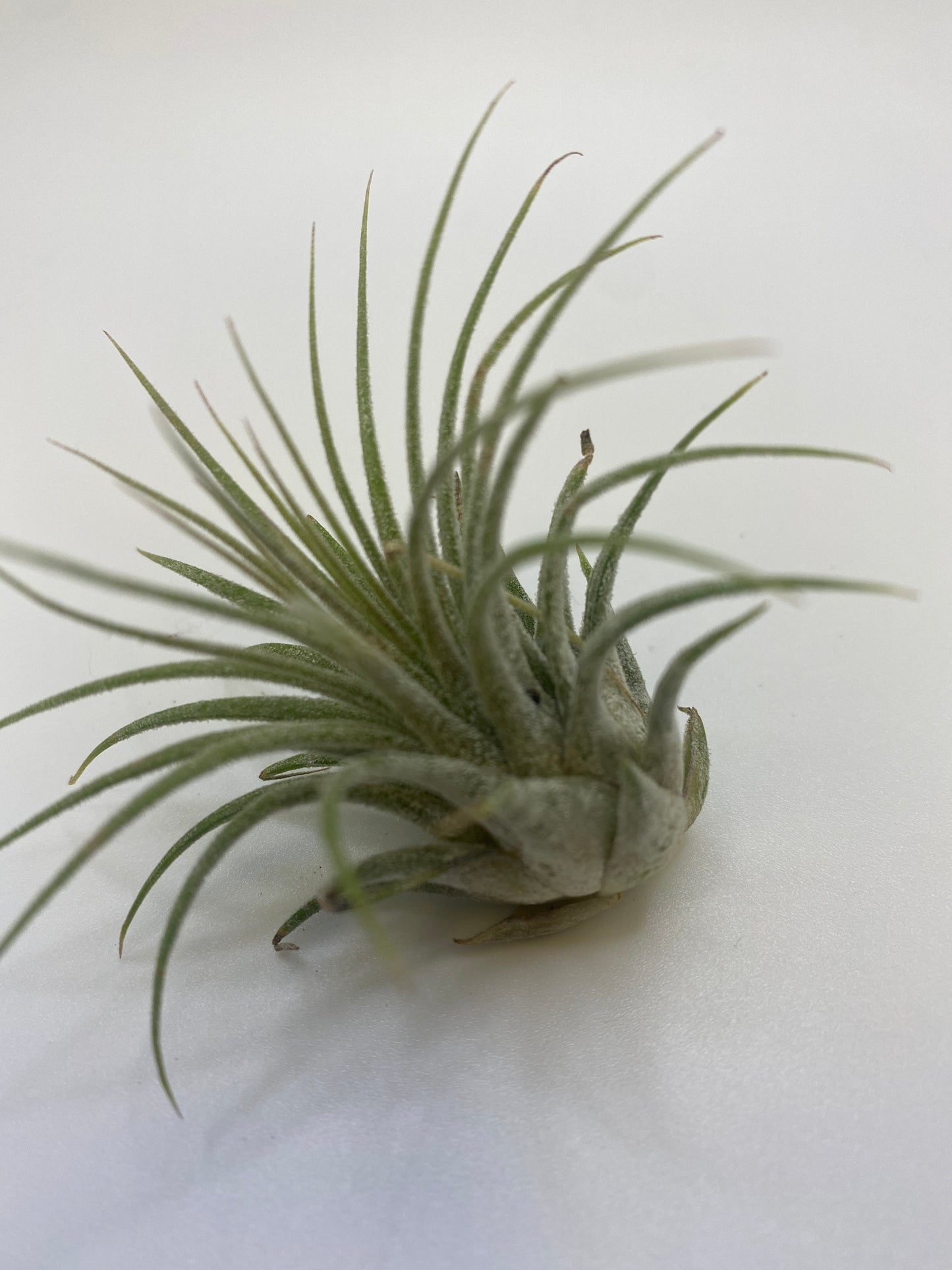 Tillandsia Ionantha