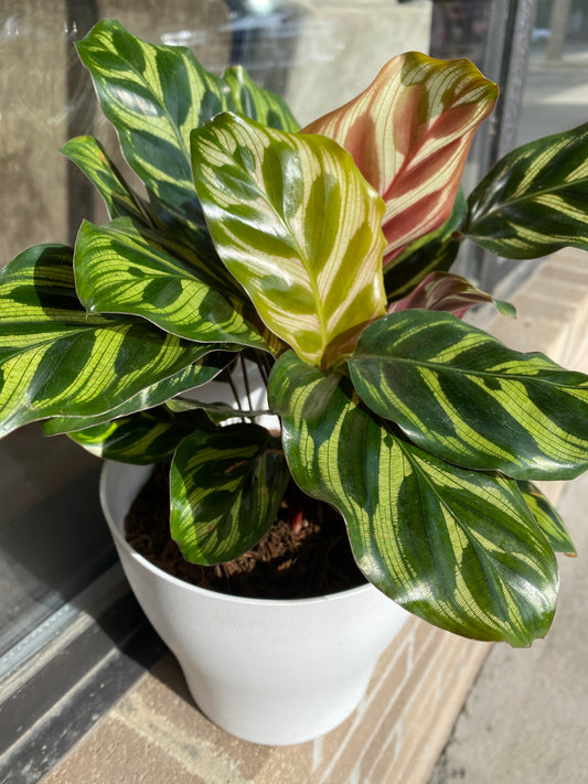 Calathea Peacock - 4 inch