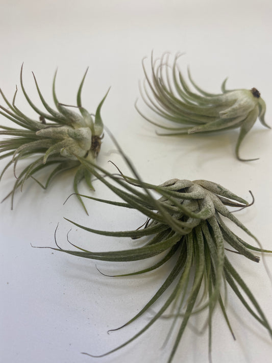 Tillandsia Ionantha