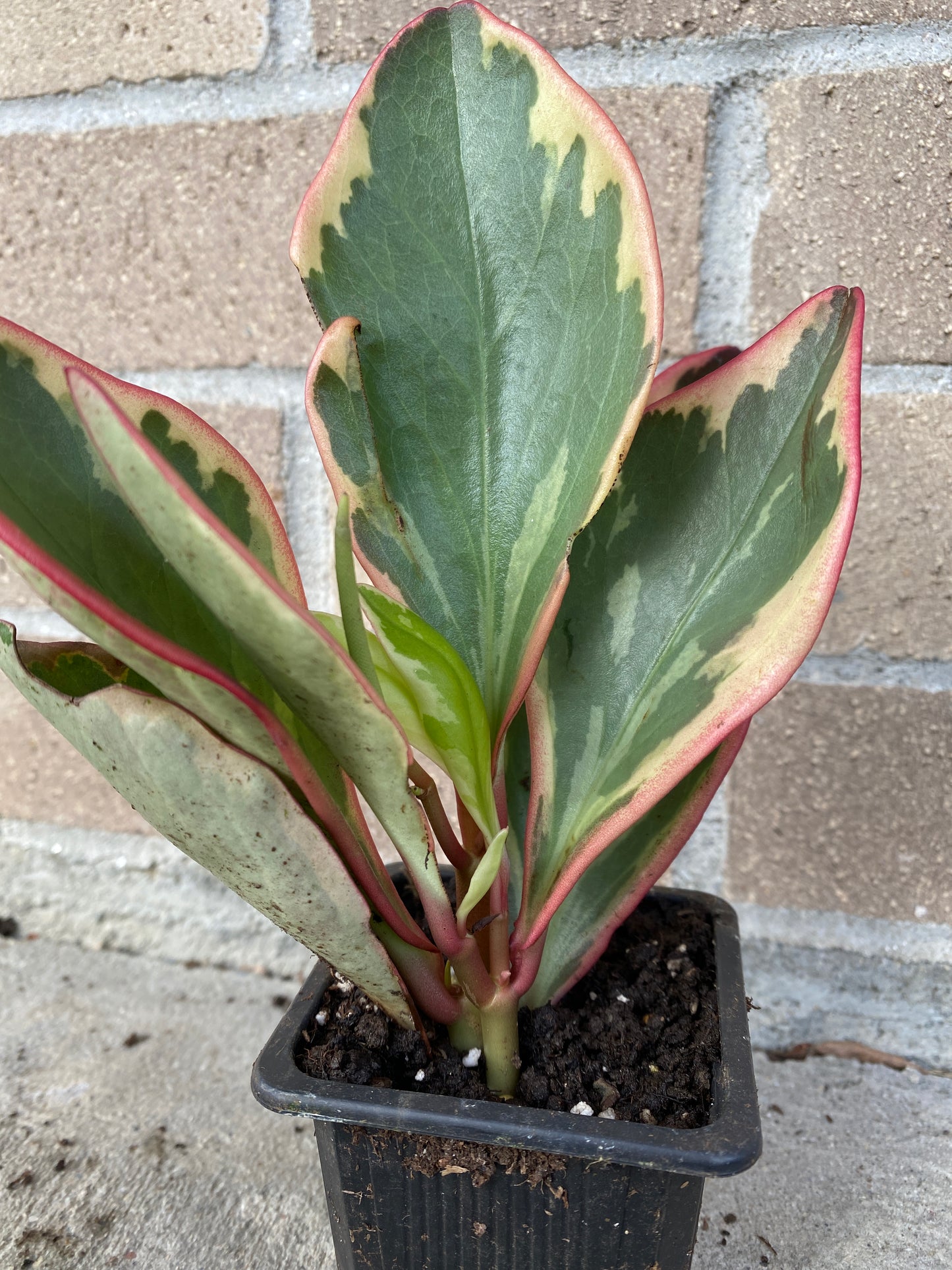 Peperomia Ginny