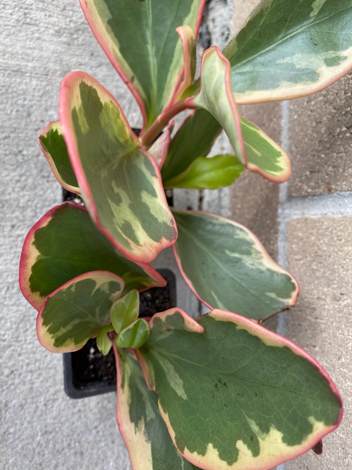 Peperomia Ginny