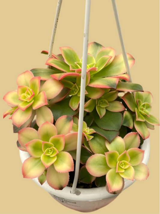 Aeonium Kiwi Hanging Basket - 4.5"