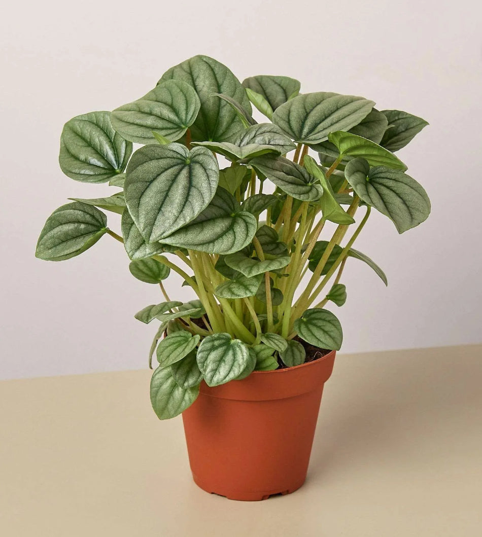 Peperomia 4”