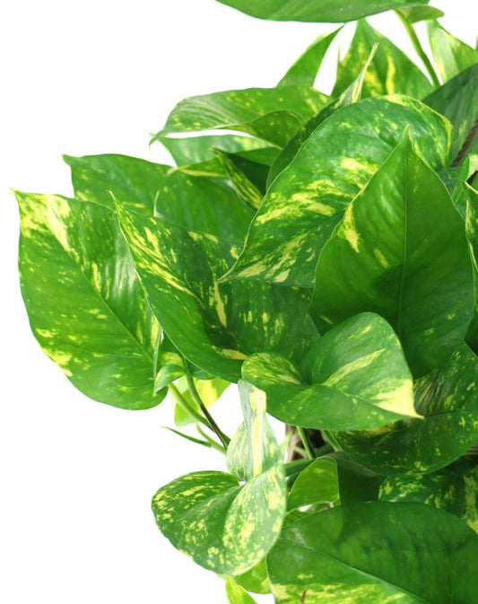 4” Golden Pothos