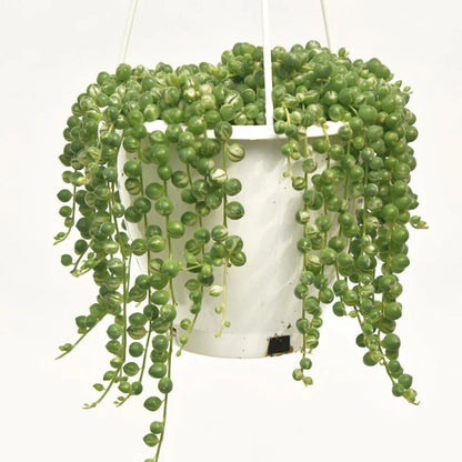 String Of Pearls Variegated Hanging Basket - 4.5"