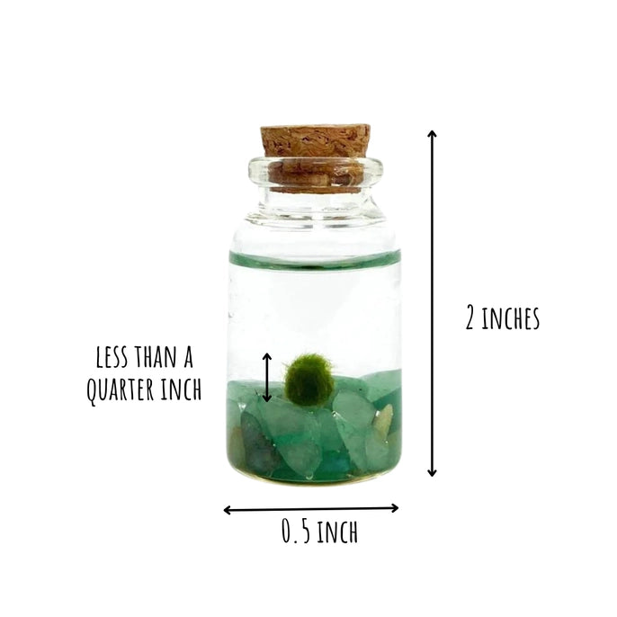 Marimo Moss Pet - mini