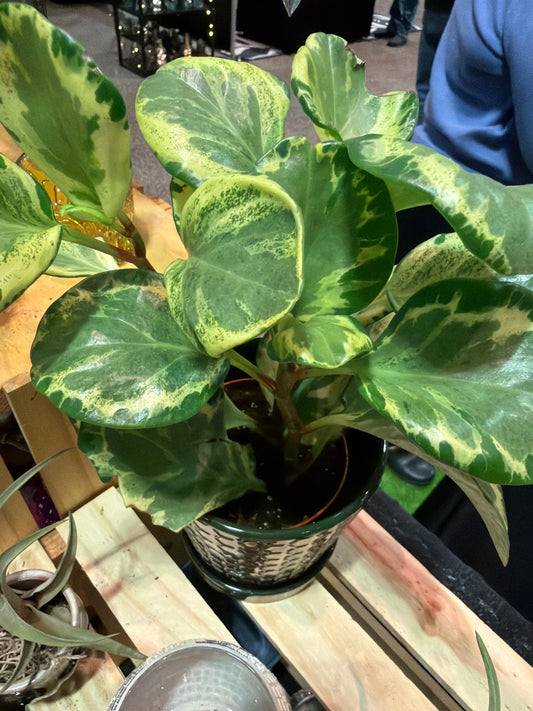 Peperomia Golden Gate