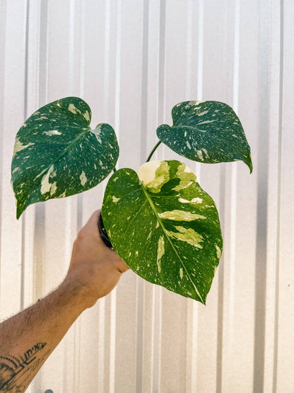 4" Monstera 'Thai Constellation'