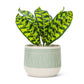 Green Lg Etched Planter-6.5"D-499