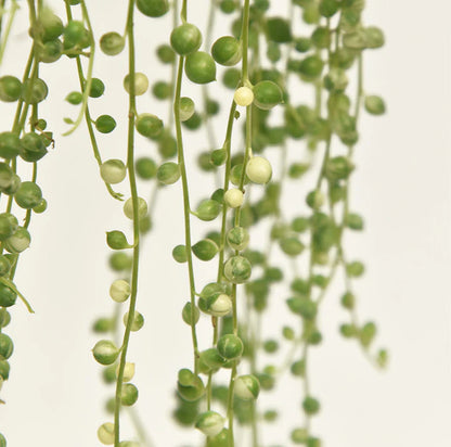 String Of Pearls Variegated Hanging Basket - 4.5"