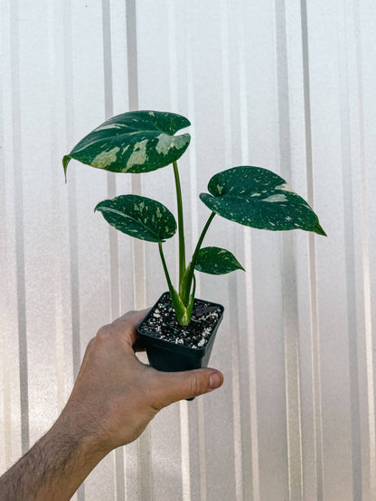 2.5" Monstera 'Thai Constellation'