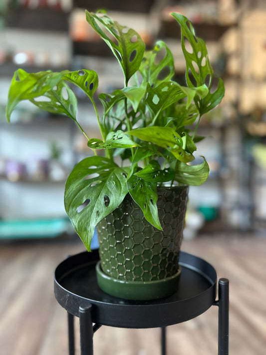 Monstera Adonsanii in textured ceramic pot