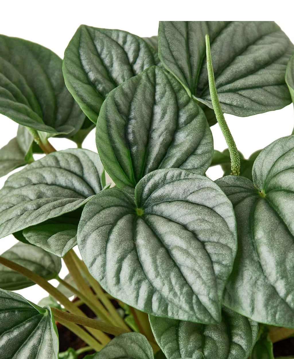 Peperomia 4”