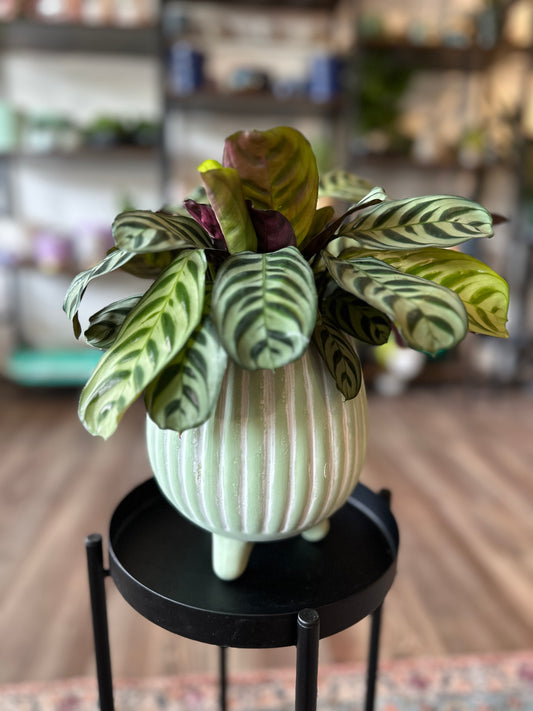 Ctenanthe plant in mint green planter