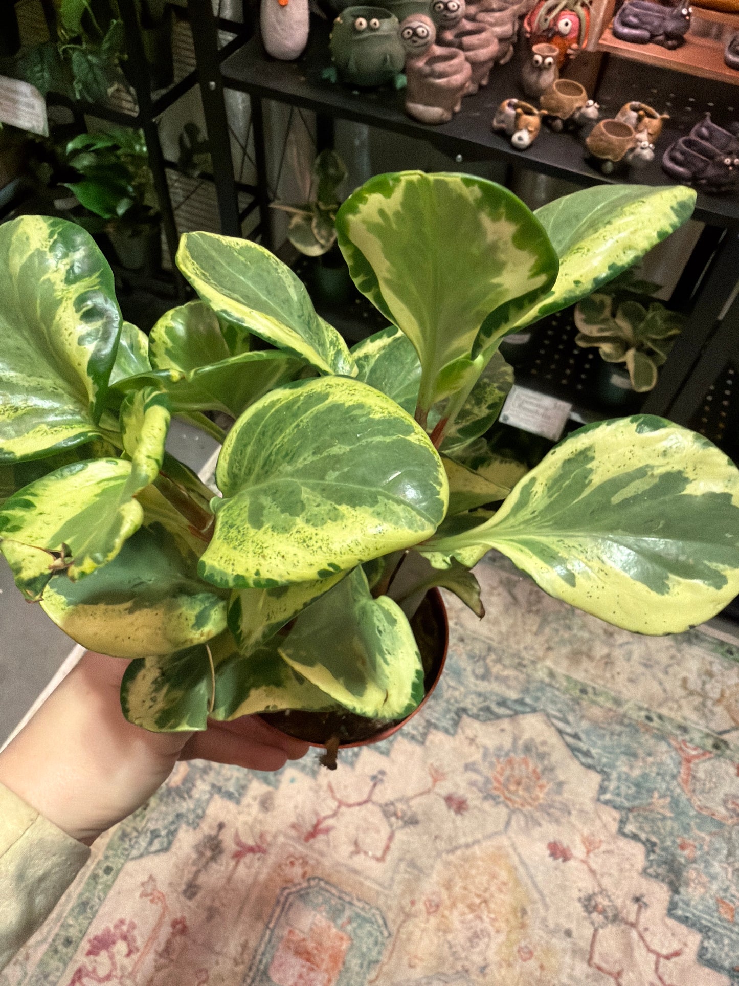 Peperomia Golden Gate