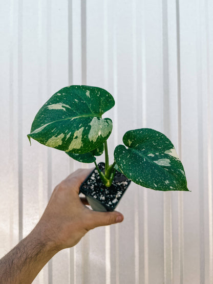 2.5" Monstera 'Thai Constellation'